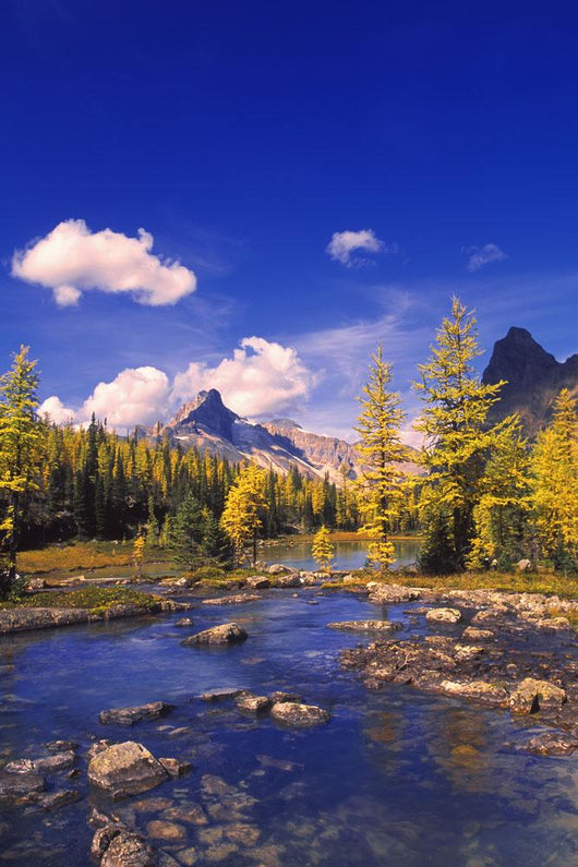 A Scenic Creek Wall Mural