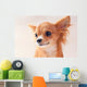 Pretty Red Chihuahua Puppy Wall Mural