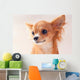 Pretty Red Chihuahua Puppy Wall Mural