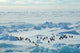 Penguin Group Icescape Wall Decal