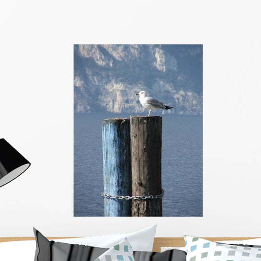 Seagull
