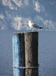 Seagull