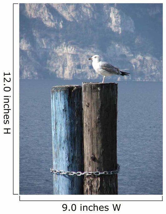 Seagull