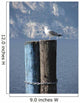 Seagull