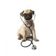 Dog With Stethoscope Wall Decal