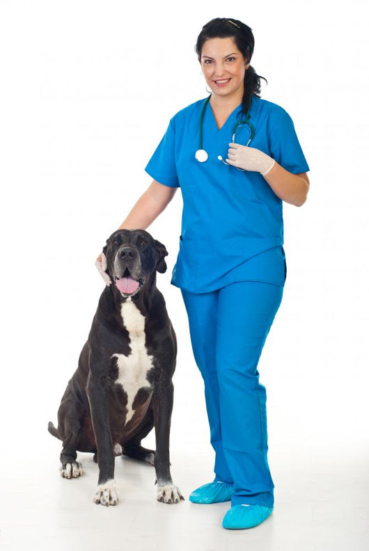 Veterinary with Great Dane
