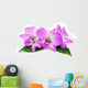 Orchid