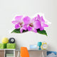 Orchid
