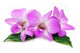 Orchid