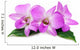Orchid