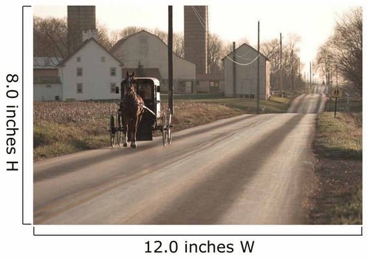 Amish Horse and Buggy