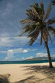 Palmtree Beach Wall Decal