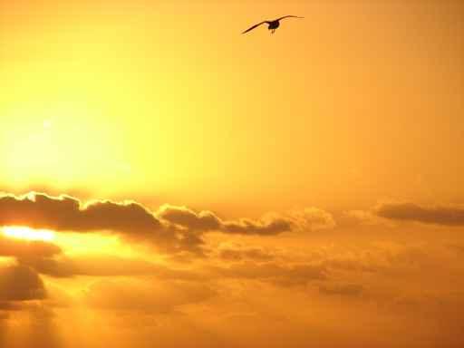 Lone Bird Yellow Sun Wall Decal