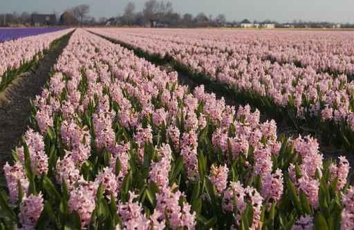 Hyacint Fields Holland Wall Decal