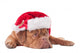 Dog Dressed like Santa Wall Decal