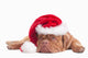 Dog Dressed Like Santa Wall Decal