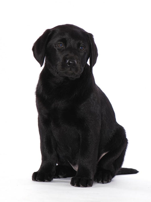 Puppy