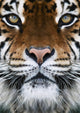 Tiger Wall Decal Design 2
