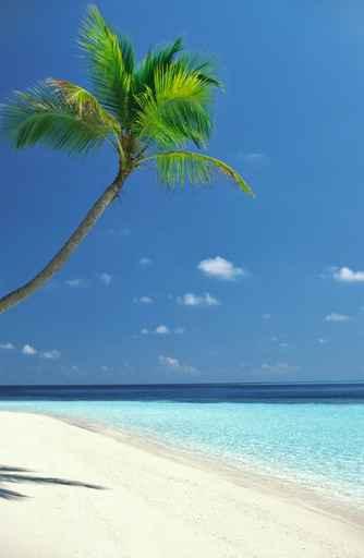 Plage Palmier Wall Decal
