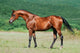 Bay Arabian Horse