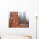 Sequoya Wall Mural