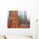 Sequoya Wall Mural