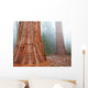 Sequoya Wall Mural
