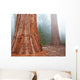 Sequoya Wall Mural