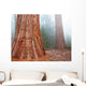 Sequoya Wall Mural
