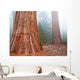 Sequoya Wall Mural