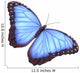 Blue morpho butterfly Wall Decal