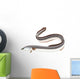 Poissons - Anguille Wall Decal