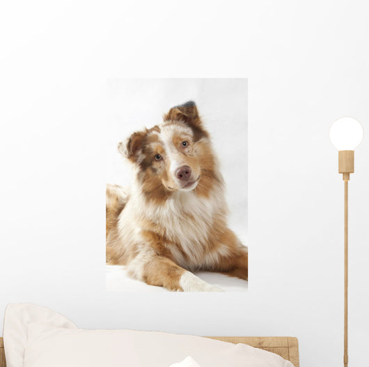 Red Merl Australian Shepherd Wall Mural
