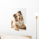 Red Merl Australian Shepherd Wall Mural