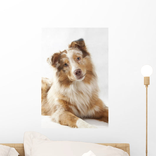 Red Merl Australian Shepherd Wall Mural