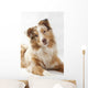 Red Merl Australian Shepherd Wall Mural