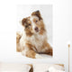 Red Merl Australian Shepherd Wall Mural