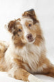 Red Merl Australian Shepherd Wall Mural