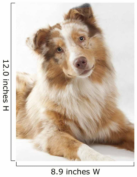 Red Merl Australian Shepherd Wall Mural