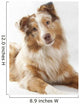 Red Merl Australian Shepherd Wall Mural