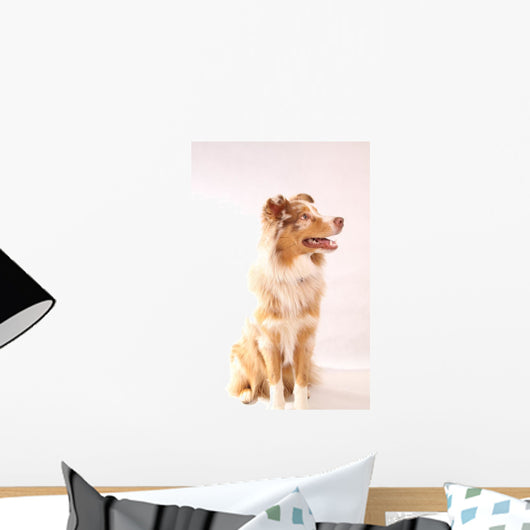 Red Merl Australian Shepherd Wall Mural
