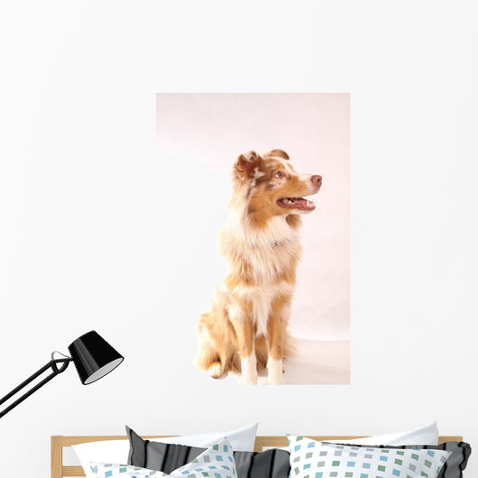 Red Merl Australian Shepherd Wall Mural