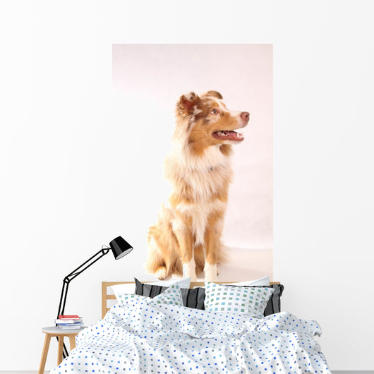 Red Merl Australian Shepherd Wall Mural