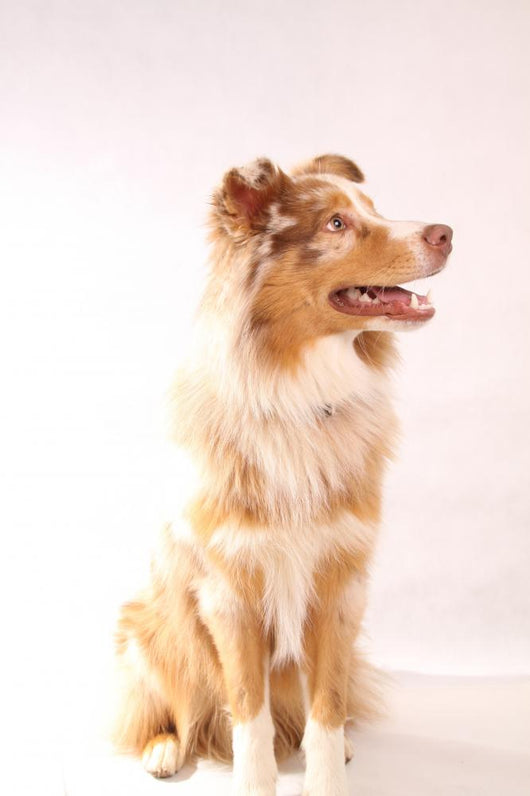 Red Merl Australian Shepherd Wall Mural