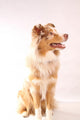 Red Merl Australian Shepherd Wall Mural