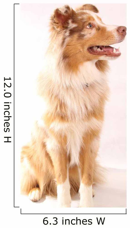 Red Merl Australian Shepherd Wall Mural