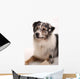 Blue Merl Australian Shepherd