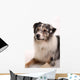 Blue Merl Australian Shepherd
