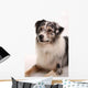 Blue Merl Australian Shepherd