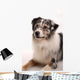 Blue Merl Australian Shepherd